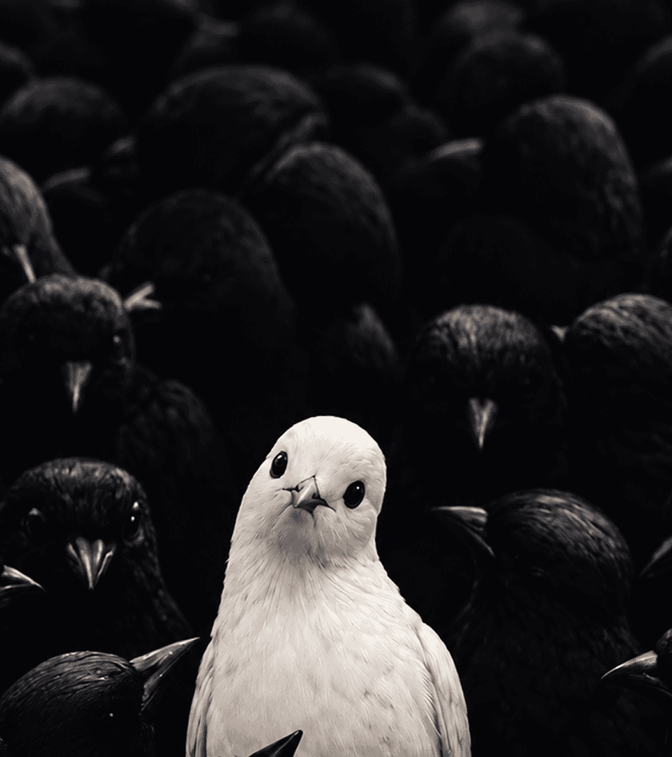 A white dove looking straight at you from a crowd of black birds